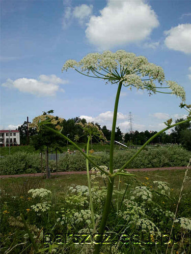 barszcz-zwyczajny-kwiaty-m.jpg.65a6fa17ce98763f5c4d7c546e757c02.jpg